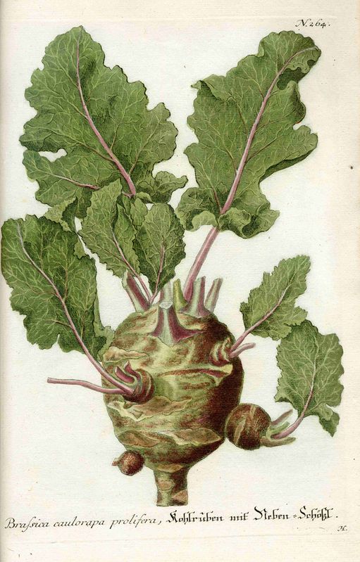 Kohlrüben in: Johann Wilhelm Weinmann: Phytanthoza Iconographia, 4 Bde., Regensburg, 1737–1745