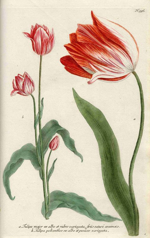 Tulipamajor in: Johann Wilhelm Weinmann: Phytanthoza Iconographia, Regensburg, 1737–1745