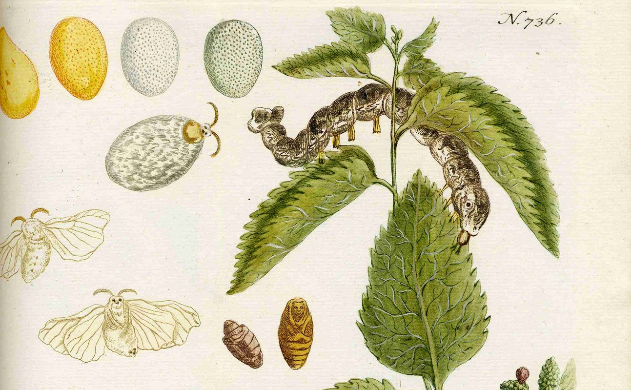 Maulbeere in: Johann Wilhelm Weinmann: Phytanthoza Iconographia, 4 Bde., Regensburg, 1737–1745