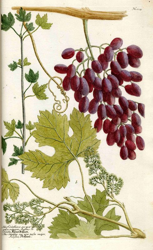 Rosinen in: Johann Wilhelm Weinmann: Phytanthoza Iconographia, 4 Bde., Regensburg, 1737–1745