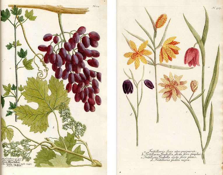 Links: Rosinen, Rechts: Fritillaria in: Johann Wilhelm Weinmann: Phytanthoza Iconographia, 4 Bde., Regensburg, Hieronymus Lentz, 1737–1745